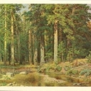 Shishkin 