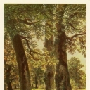 Shishkin 