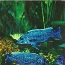 Cornflower haplohromis