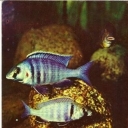 Deepwater haplohromis