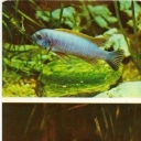 Simple labeotrofeus