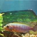 Lilac Psevdotrofeus