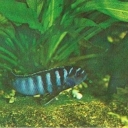 Malawi 6