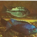 Haplohromis Boadzulu