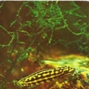 Yulidohromis Marliera