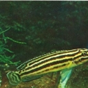Yulidohromis Regan
