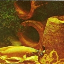 Orange lamprologus