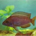 Lamprologus Moore