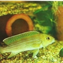 Pearl lamprologus