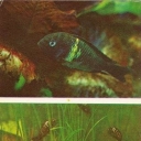 Starry Tropheus