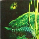 Tropheus zebra