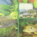 Geofagus Surinam, Yurupari