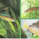 Honey tsiprihromis, leptozoma