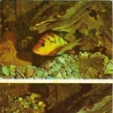 Orange tsihlazomy