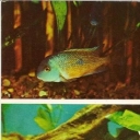 Nicaragua tsihlazomy