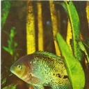 Rainbow tsihlazomy