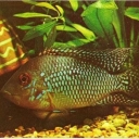 Brazilian geofagus