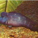 Lion-headed cichlid