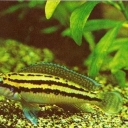 Pearl yulidohromis