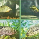 Tilapia Guinean and Mary