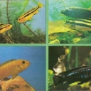 Melanohromis Chipoka and Johanna