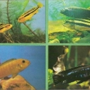 Astatotilyapiya Brown and Burton