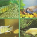 Astatotilyapiya Mozambican, Olot and the Nile