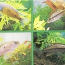 Two-color neohromis