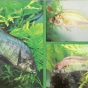 Aristohromis Christie melanohromis chernoplavnichny, tsinoti