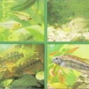 Apistogramma Borella, Kommbre, McMaster, dvuhpolosaya