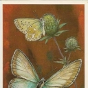 Silvery blues