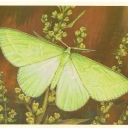 Emerald Moth