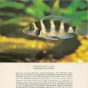 Lamprologus zebra