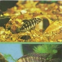 Lamprologus butterfly