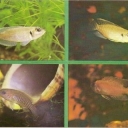 Lamprologus mottled, breve, mnogopolosy, Magare
