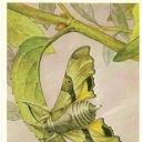 Proserpine