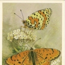 Shashechnitsa red