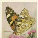 Painted lady