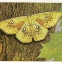 Moth ringed beloglazkovaya