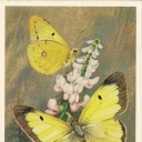 Steppe zheltushka