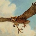Suntail Hawk