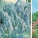 Crimea. Nikitsky Botanical Garden. Atlas cedar, flowering ol