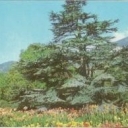 Crimea. Nikitsky Botanical Garden. Lebanese cedar, cannes