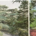 Crimea. Nikitsky Botanical Garden. Lower Park - Gazebo, the