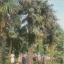 Crimea. Nikitsky Botanical Garden. Lower Park - palm alley,