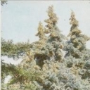 Crimea. Nikitsky Botanical Garden. Upper Park - Spanish fir,