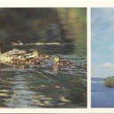 Darwin Reserve - Mallard Ducks