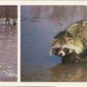 Darwin Reserve - Voiced streams, raccoon dog