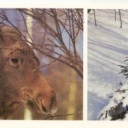 Darwin Reserve - Moose winter