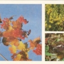Darwin Reserve - Summer Colors